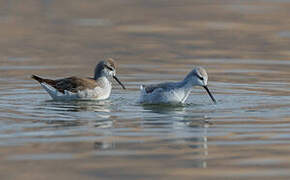 Wilson's Phalarope