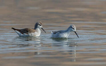 Phalarope de Wilson