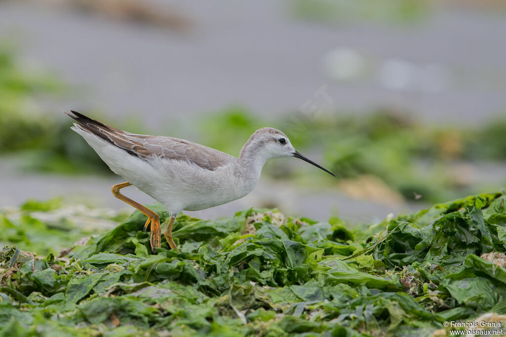 Phalarope de Wilson