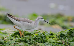 Phalarope de Wilson