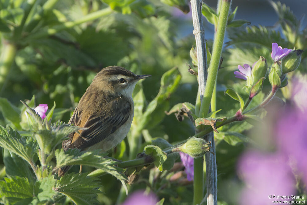 Sedge Warbleradult