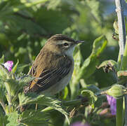 Sedge Warbler