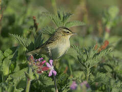 Sedge Warbler