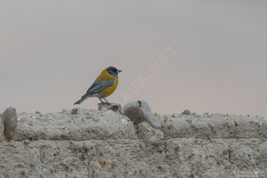 Black-hooded Sierra Finch