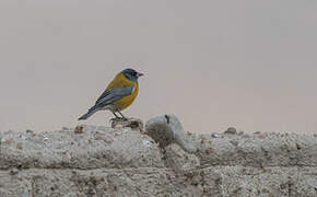 Black-hooded Sierra Finch