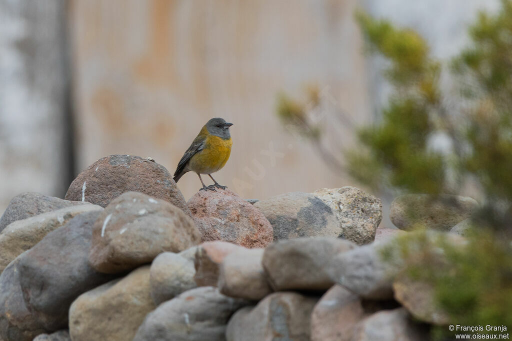 Black-hooded Sierra Finch