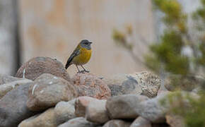 Black-hooded Sierra Finch