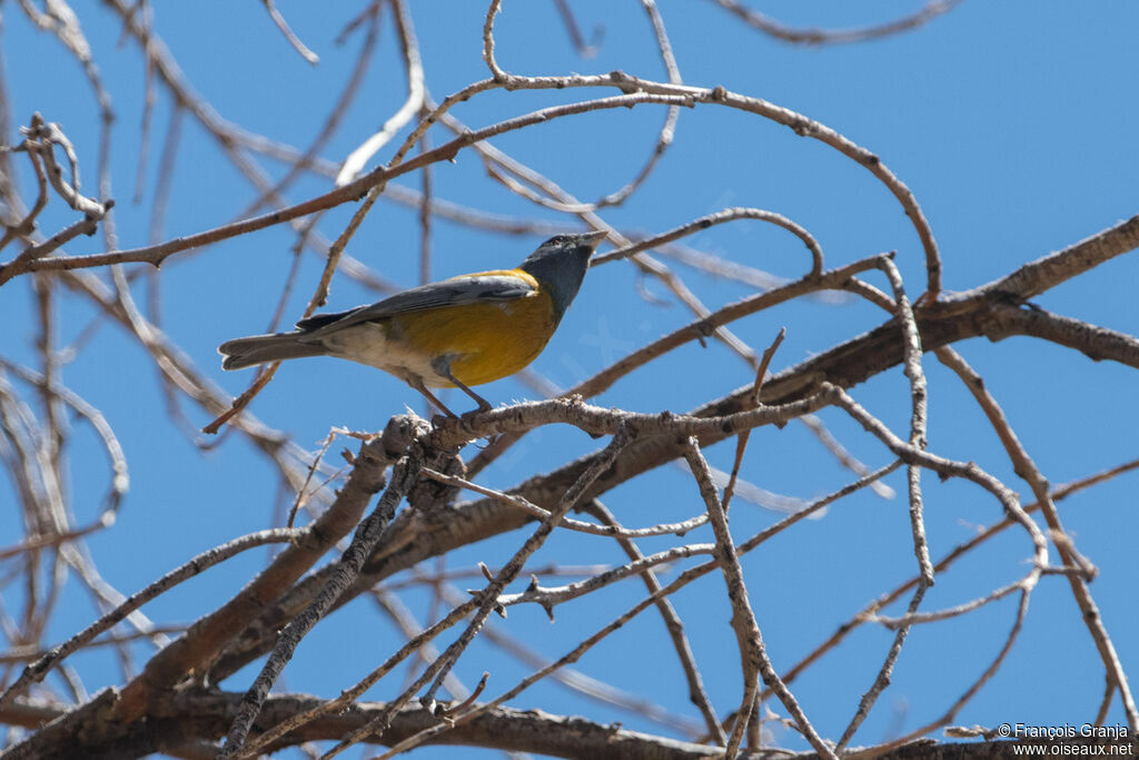 Peruvian Sierra Finch