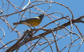 Peruvian Sierra Finch