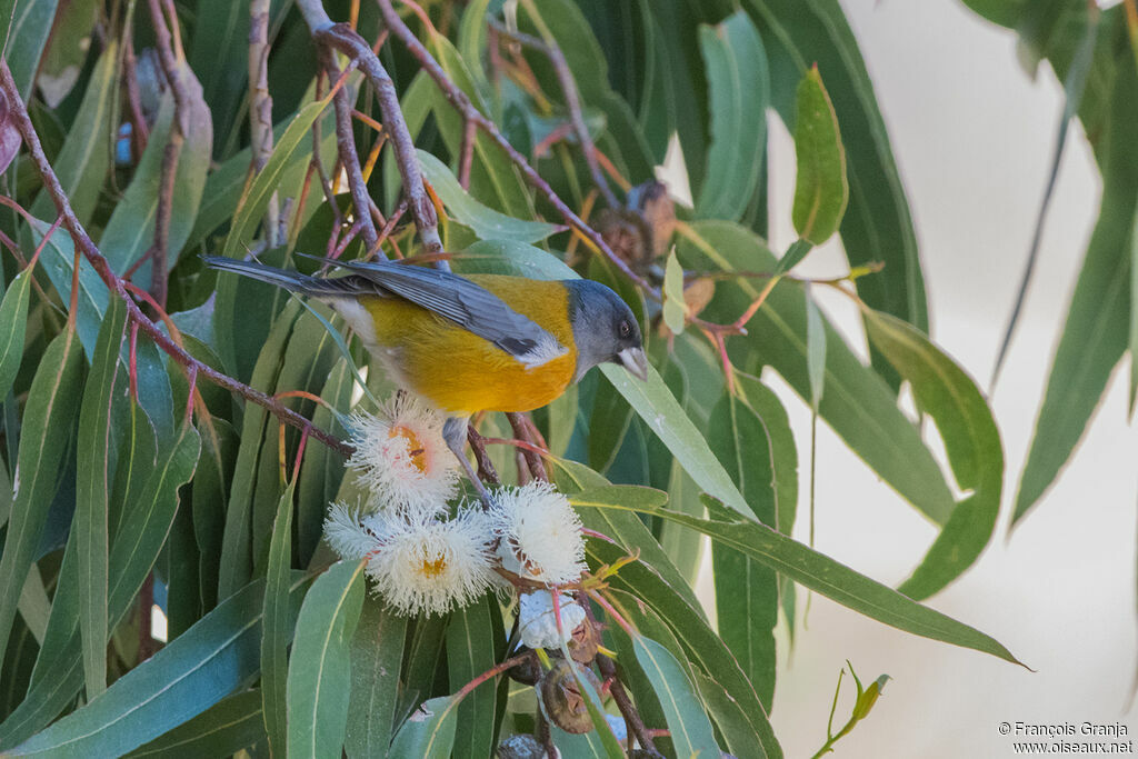 Peruvian Sierra Finch