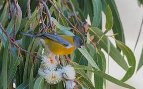 Peruvian Sierra Finch