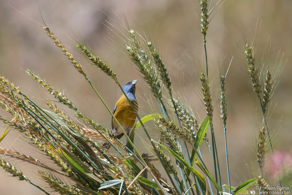 Peruvian Sierra Finch male