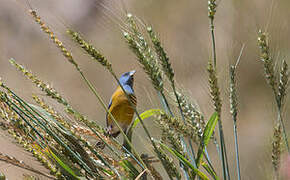 Peruvian Sierra Finch