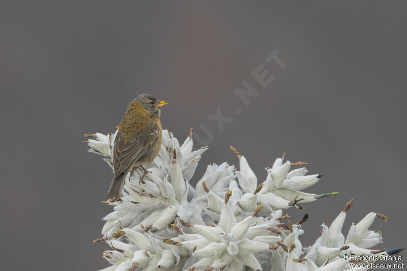 Peruvian Sierra Finch female