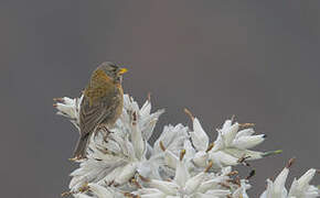 Peruvian Sierra Finch