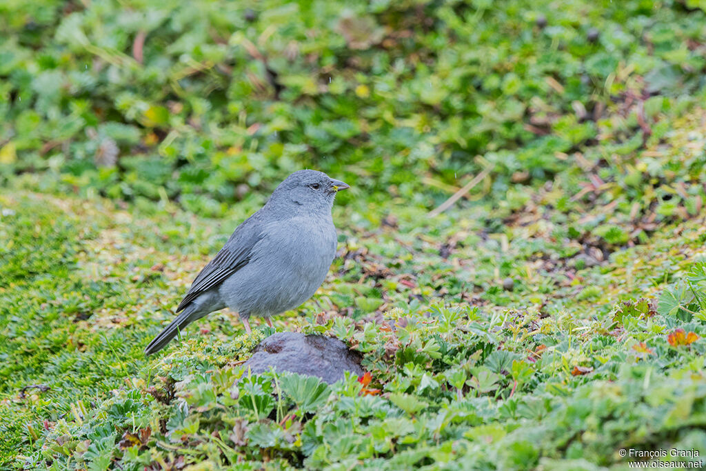 Phrygile gris-de-plomb mâle