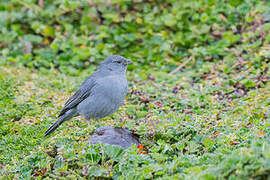 Plumbeous Sierra Finch