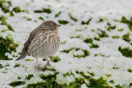 Plumbeous Sierra Finch