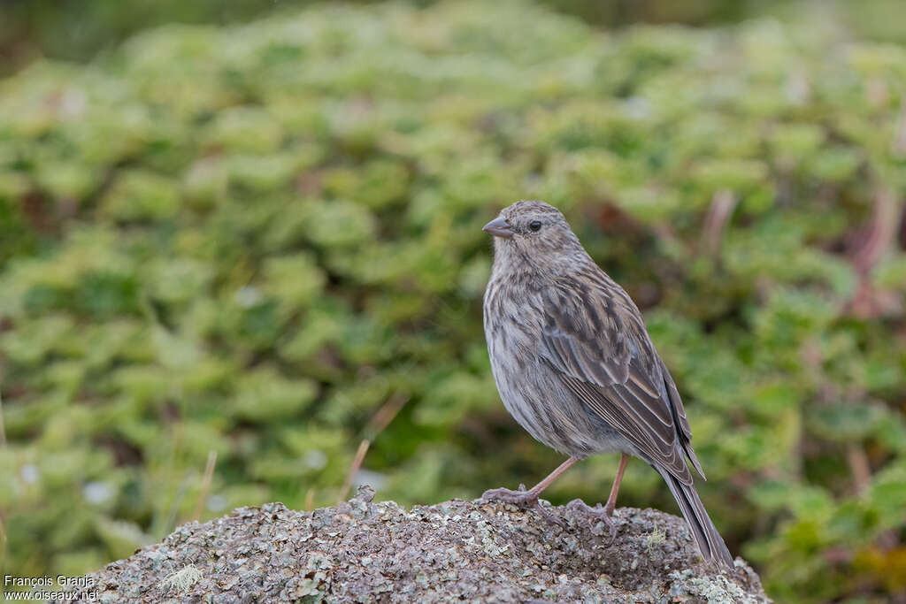 Phrygile gris-de-plomb femelle adulte, identification