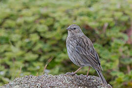 Plumbeous Sierra Finch