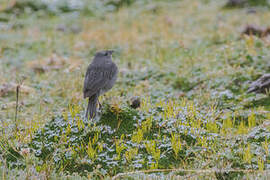 Plumbeous Sierra Finch