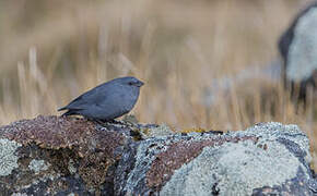 Plumbeous Sierra Finch