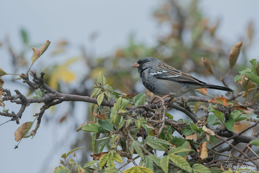 Mourning Sierra Finch