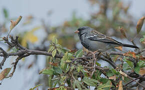 Mourning Sierra Finch