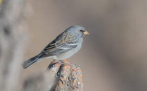 Mourning Sierra Finch