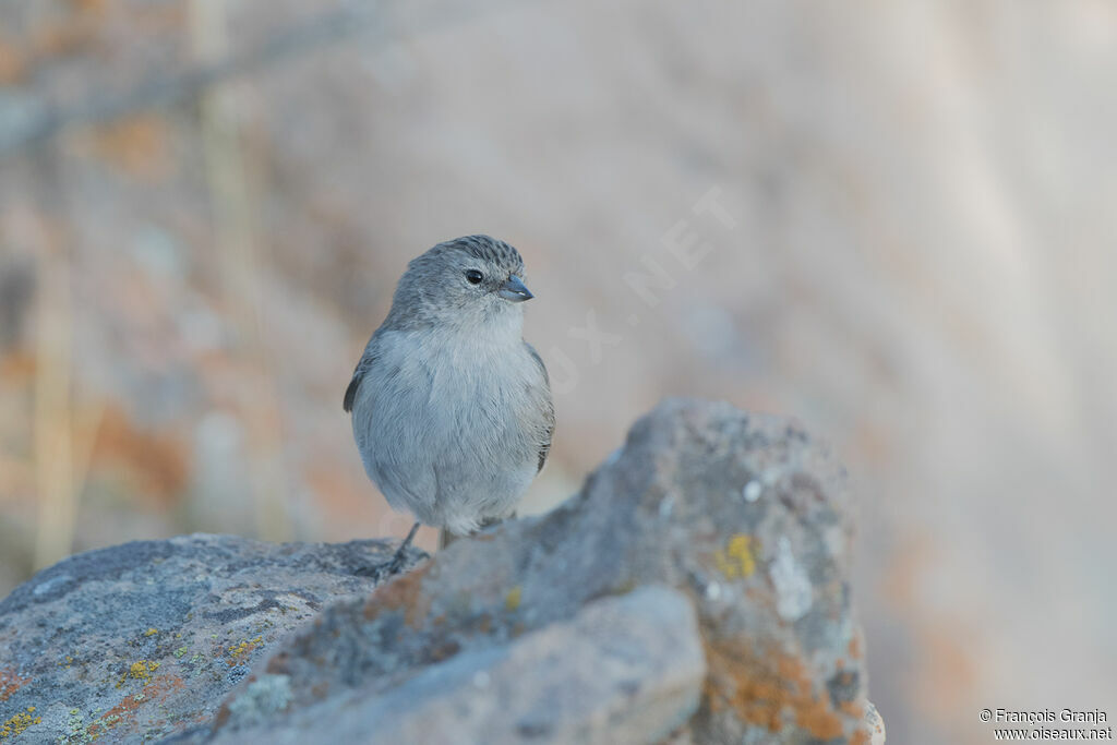 Ash-breasted Sierra Finch