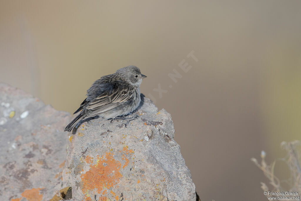 Ash-breasted Sierra Finch