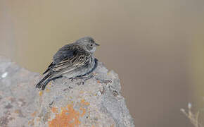 Ash-breasted Sierra Finch