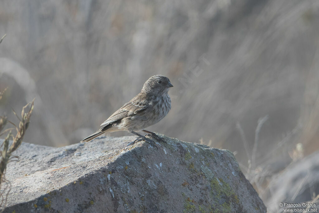 Ash-breasted Sierra Finch