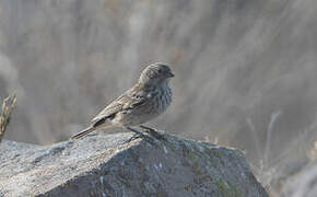 Ash-breasted Sierra Finch