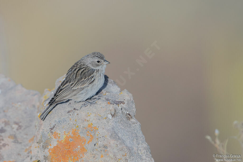 Ash-breasted Sierra Finch