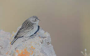 Ash-breasted Sierra Finch