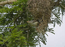 Buff-bellied Warbler