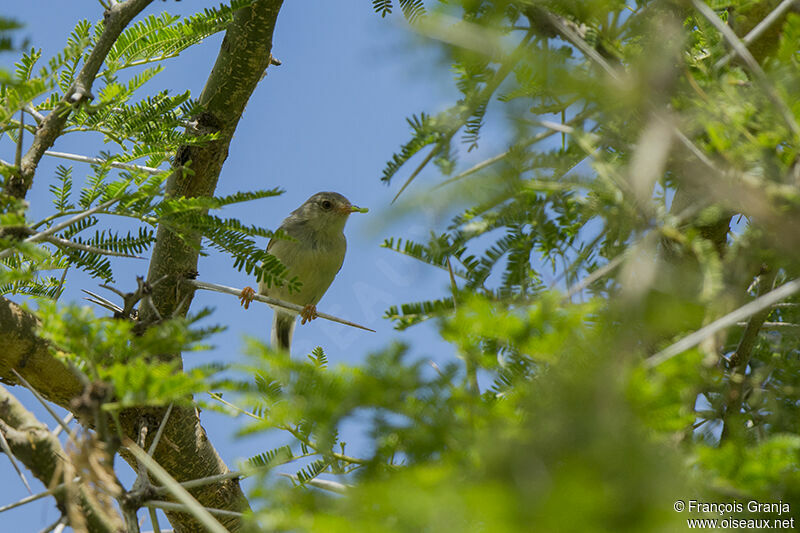 Phyllolaïs à ventre fauveadulte