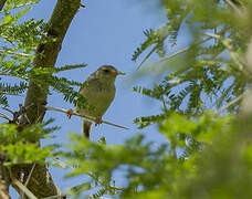 Buff-bellied Warbler