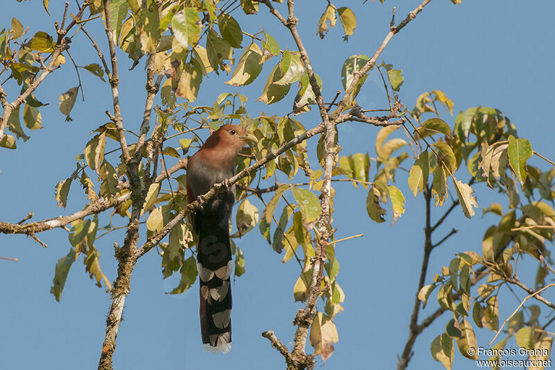 Squirrel Cuckooadult