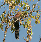 Squirrel Cuckoo