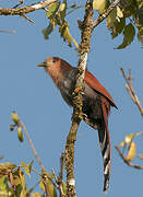 Squirrel Cuckoo