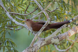 Squirrel Cuckoo