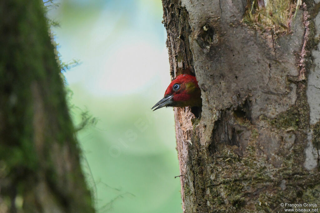 Rufous-winged Woodpecker