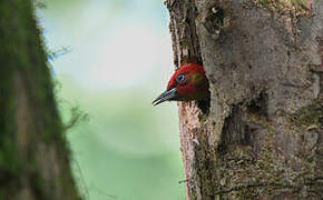 Rufous-winged Woodpecker