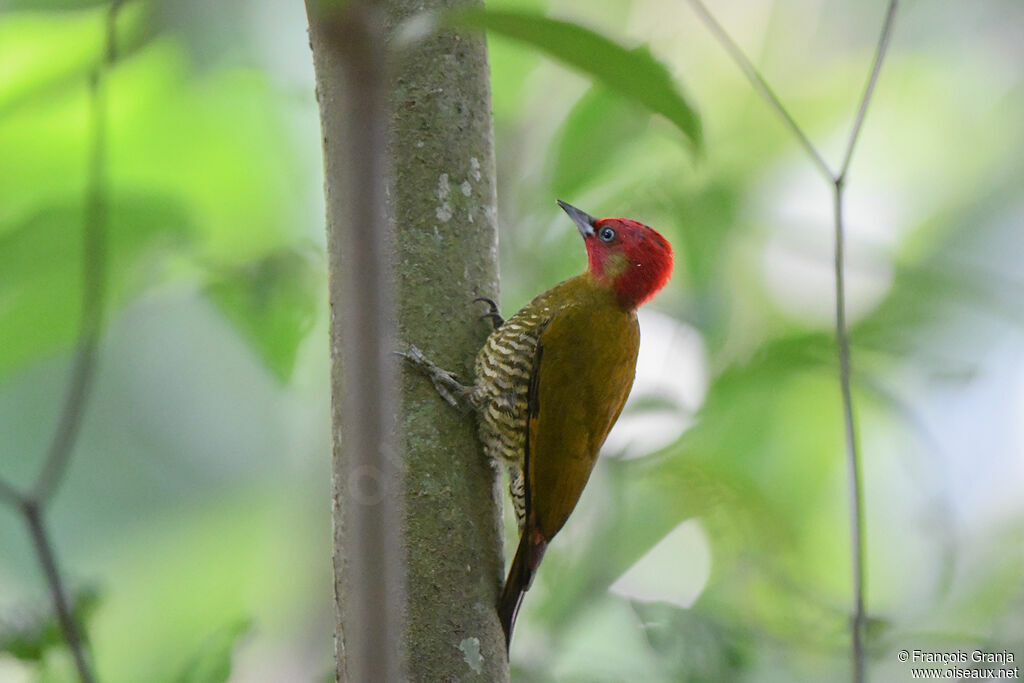 Rufous-winged Woodpecker