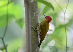 Rufous-winged Woodpecker