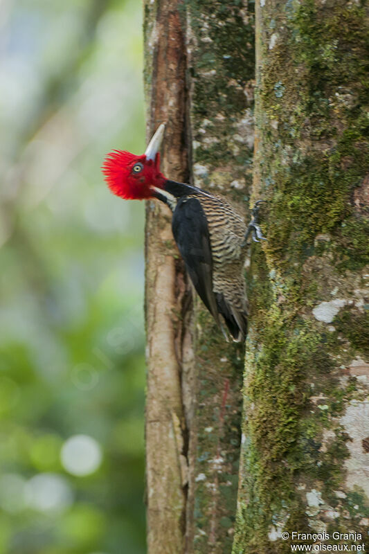 Pale-billed Woodpeckeradult