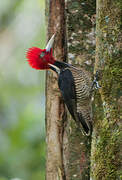 Pale-billed Woodpecker