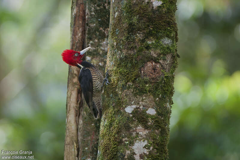 Pale-billed Woodpecker male adult